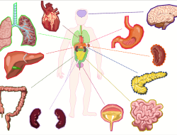 Human Resource Management Application For Seamless Efficiency